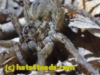 /home//u458753944/public_html/sourcegallery/////////////////////////Insects and small critters/spiders and kin (Arachnida)/P4280730.JPG